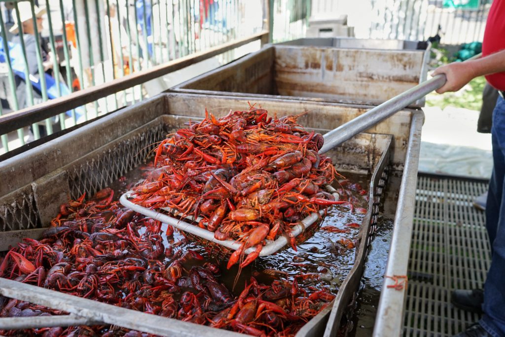 cooking crawfish